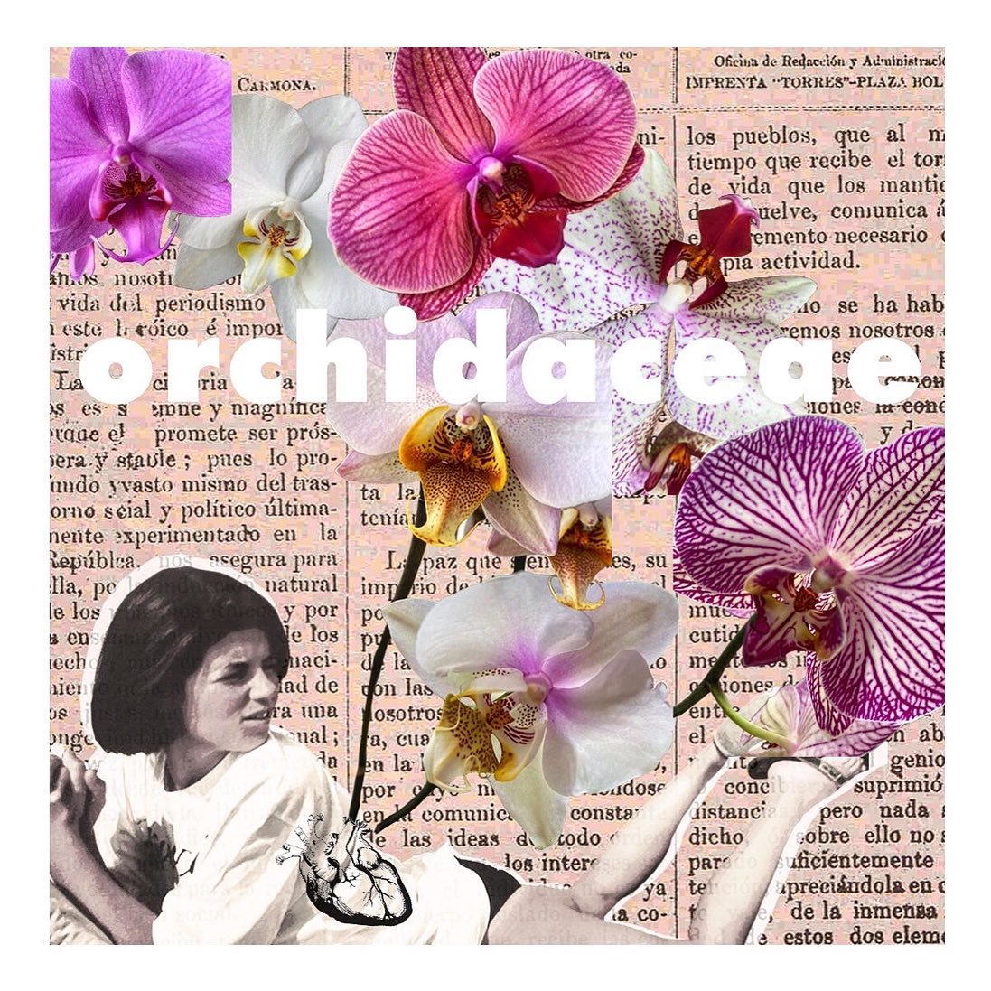 Orchidaceae